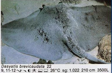 Dasyatis brevicaudata